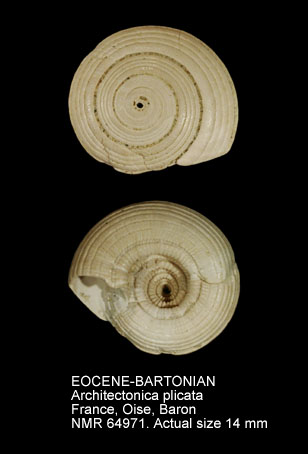 EOCENE-BARTONIAN Architectonica plicata.jpg - EOCENE-BARTONIANArchitectonica plicata(Lamarck,1804)